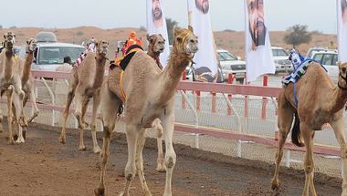 انطلاق فعاليات مهرجان الشيخ زايد لسباق الهجن الاثنين القادم بالأردن