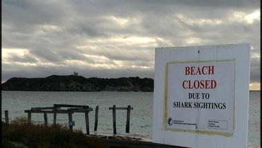 مدينة ريسيفي تحذر جماهير المونديال من هجمات أسماك القرش
