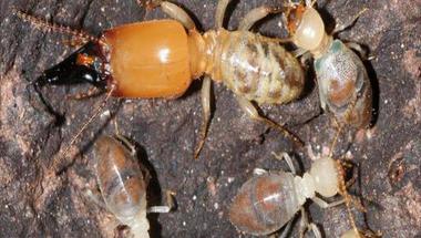 جهاز إنذار مبكر يجنب النمل الأبيض الخطر