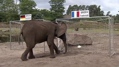انثى الفيل “نيلي” تتنبأ بفوز فرنسا على المانيا في ربع نهائي كأس العالم