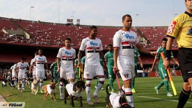 بالفيديو - الكلاب بدلا من الأطفال مع دخول اللاعبين في الدوري البرازيلي