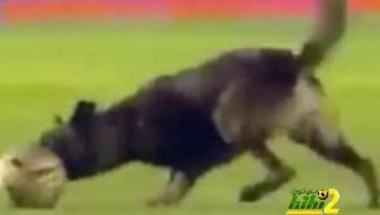 فيديو: كلب يخطف الأضواء في مباراة بالدوري البيروفي