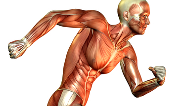 معلومات تهمك عن الألياف العضلية في الجسم 