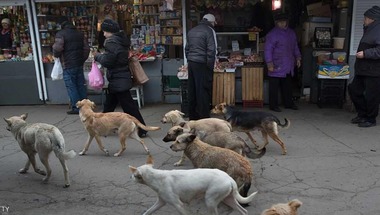 مصير أسود ينتظر الكلاب قبل مونديال روسيا