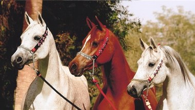 السعودية تطلق بطولة الملك عبد العزيز الدولية للخيول
