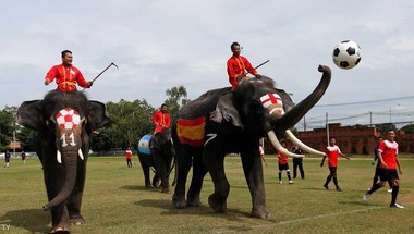 أفيال تايلاند تحارب المراهنات غير القانونية قبل المونديال