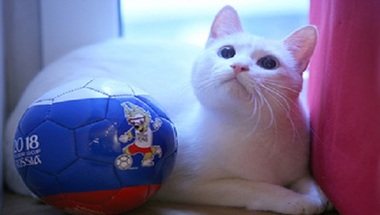 القط أكيليس.. أيقونة التوقع في مباريات مونديال روسيا - صحيفة صدى الالكترونية
